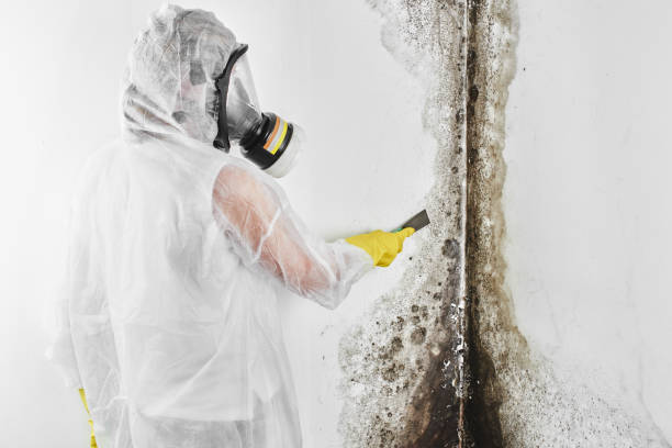 Best Emergency Mold Remediation in Waveland, MS