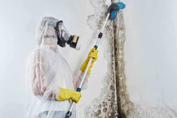 Best Kitchen Mold Remediation in Waveland, MS