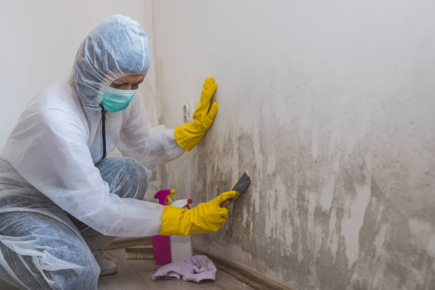 Best DIY Mold Remediation Support Services in Waveland, MS