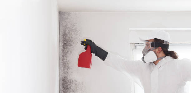 Best Bathroom Mold Remediation in Waveland, MS