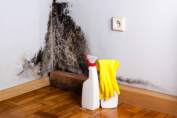 Best Residential Mold Remediation in Waveland, MS